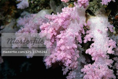 Close-up of Pink Soft Coral underwater, Maldives