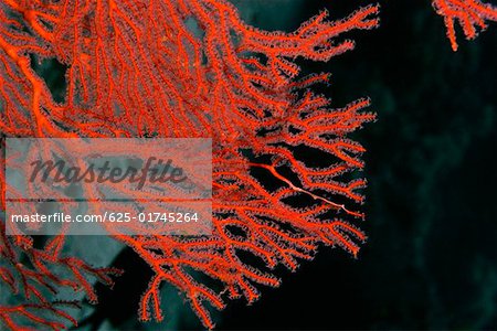 Close-up of a Gorgonian Sea Fan (Subergorgia mollis) underwater, Milne Bay, Papua New Guinea