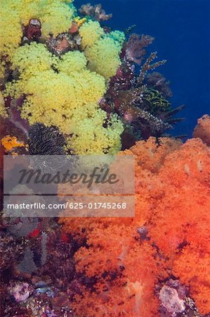 High angle view of Yellow Soft Coral and Orange Soft Coral underwater, North Sulawesi, Indonesia