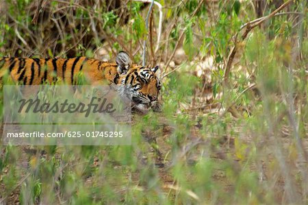 Tiger (Panthera tigris) cub sleeping in a forest, Ranthambore National Park, Rajasthan, India
