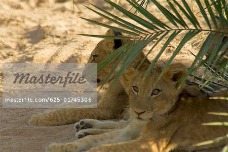 Three lion (Panthera leo) cubs sitting in a forest, Motswari Game Reserve, Timbavati Private Game Reserve, Kruger National