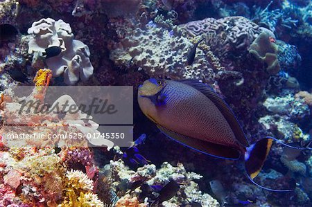 Vlamings Unicornfish swimming underwater, Papua New Guinea