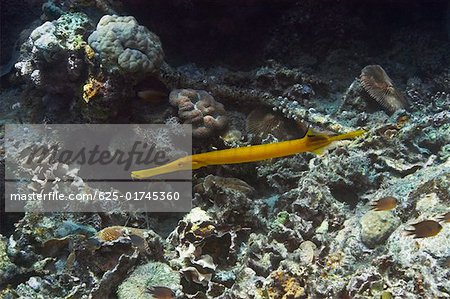 Trumpet fish (Aulostomus chinensis) swimming underwater, Papua New Guinea