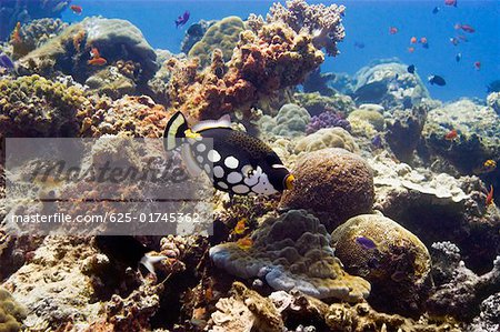Clown triggerfish (Balistoides conspicillum) swimming underwater Papua New Guinea