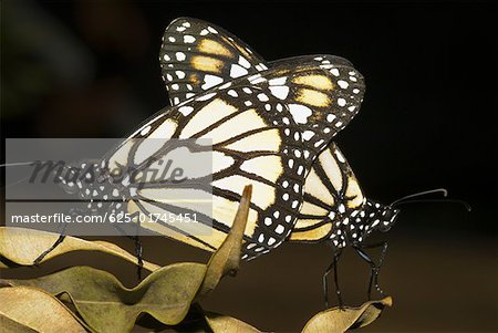 Close-up of butterflies mating on a dry leaf