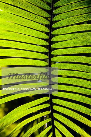 Close-up of a palm leaf in a botanical garden, Hawaii Tropical Botanical Garden, Hilo, Big Island, Hawaii Islands, USA