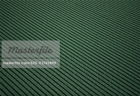 Aerial of green leaf lettuce field