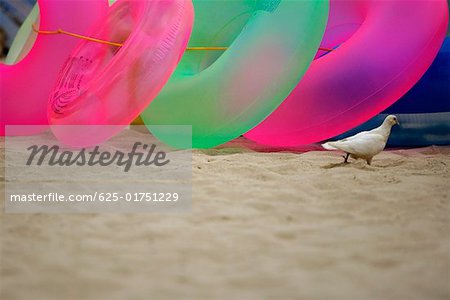 Pigeon and inflatable rings on the beach, Waikiki Beach, Honolulu, Oahu, Hawaii Islands, USA