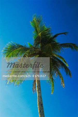 Low angle view of a palm tree, Providencia, san Andres Providencia y Santa Catalina, San Andres y Providencia Department,