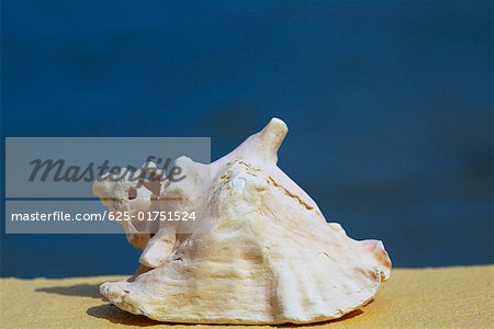 Close-up of a conch shell, Providencia y Santa Catalina, San Andres y Providencia Department, Colombia