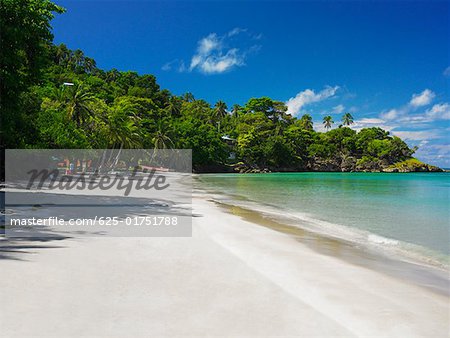 Trees on the beach, Providencia, Providencia y Santa Catalina, San Andres y Providencia Department, Colombia