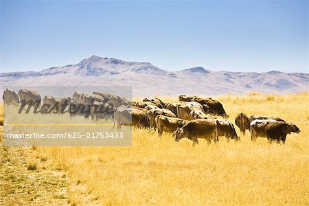 Cattle grazing on a grassy field, Puno-Cusco Road, Peru