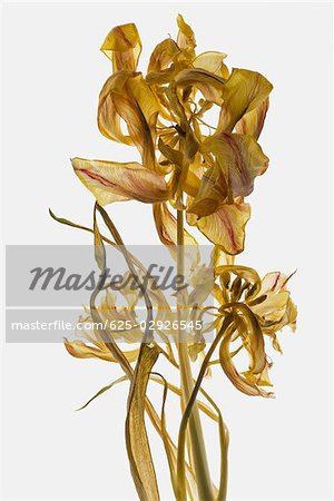 Dried Wildflowers Bouquet Royalty-Free Images, Stock Photos