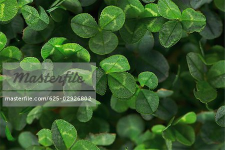 High angle view of plants