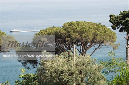 Trees at the seaside, Costiera Amalfitana, Salerno, Campania, Italy