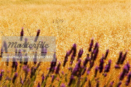 Lavender flowers in a field, Siena Province, Tuscany, Italy