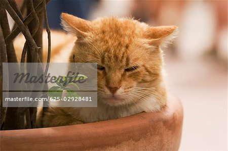 Close-up of a cat sleeping in a potted plant, Vernazza, La Spezia, Liguria, Italy