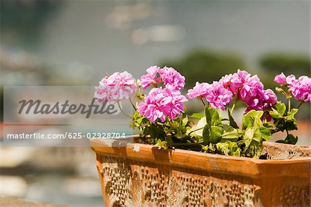 Close-up of potted plant, Sorrento, Sorrentine Peninsula, Naples Province, Campania, Italy