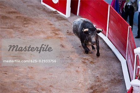 High angle view of a bull running in a bullring, Plaza De Toros San Marcos, Aguascalientes, Mexico