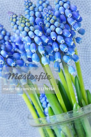 Blue hyacinths