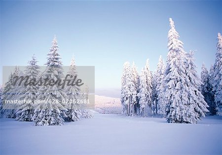 Snow-covered conifers