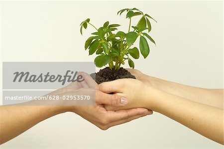 Two people with a seedling