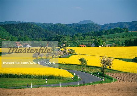 Blooming rape fields and country road, Saxon Switzerland, Germany