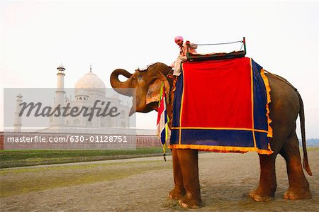 Side profile of a young man sitting on an elephant, Taj Mahal Agra, Uttar Pradesh, India
