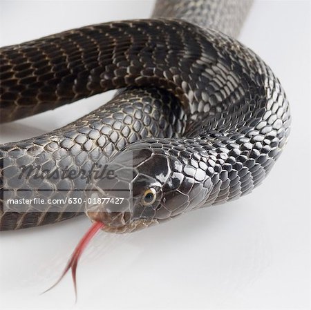 Close-up of a cobra flicking its tongue out Close-up of a cobra flicking its tongue out