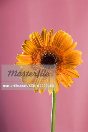 Close-up of an orange daisy