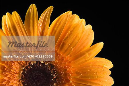 Close-up of an orange daisy