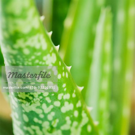 Close-up of an Aloe vera plant