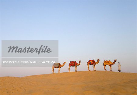 Four camels standing in a row with a man, Jaisalmer, Rajasthan, India