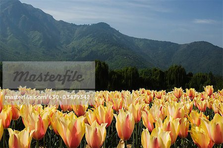 Tulips in a field with a mountain range in the background, Tulip Garden, Srinagar, Jammu and Kashmir, India Tulips in a field with a mountain range in the background, Tulip Garden, Srinagar, Jammu and Kashmir, India