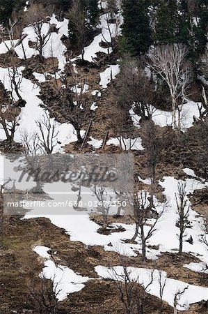 High angle view of bare trees on a landscape, Sonamarg, Jammu and Kashmir, India