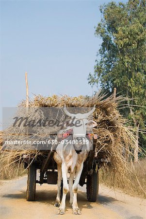 Ox cart loaded with grass, Gurgaon, Haryana, India