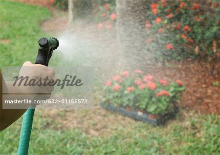 Watering tray of flowers