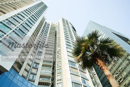 China, Guangdong Province, Guangzhou, high rises and palm tree, low angle view