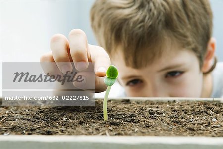Boy touching seedling, cropped view