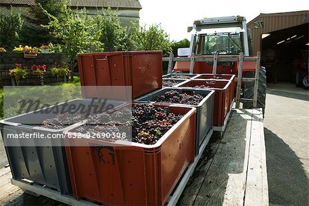 France, Champagne-Ardenne, Aube, bins full of grapes on trailer bed