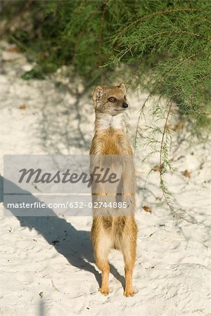 Meerkat (Suricata suricatta)