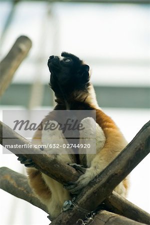 Diademed Sifaka (Propithecus diadema)