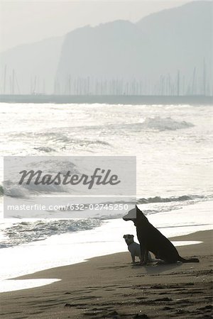 Two dogs sitting on beach