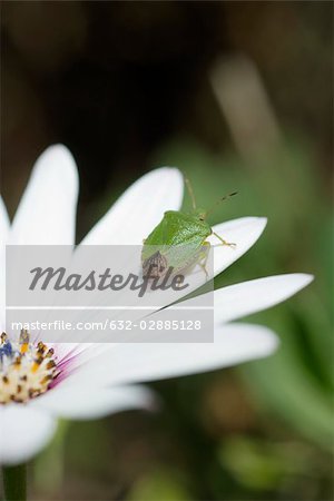 Green stink bug on white flower