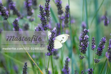 Butterfly resting on lavender