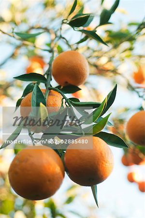 Orange tree heavy with ripening fruit