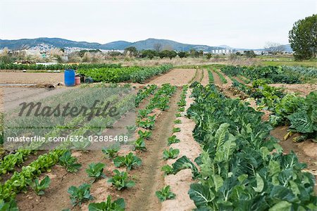 Variety of vegetables growing in field