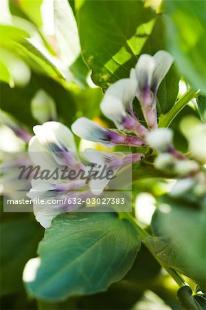 Broad bean (Vicia faba) plants in flower, close-up