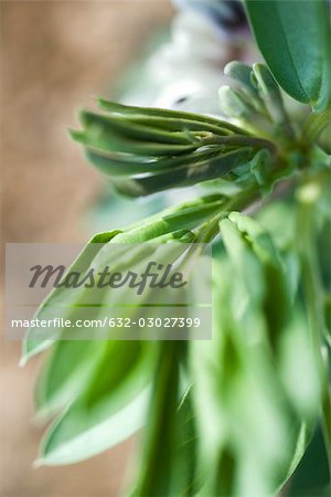 Broad bean plant, close-up