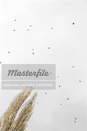 Flock of birds flying in sky, low angle view